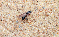 Camponotus intrepidus