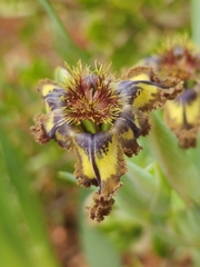 Ferraria
