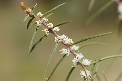 Hakea ulicina
