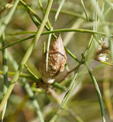 Hakea ulicina