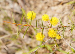 Acacia brownii