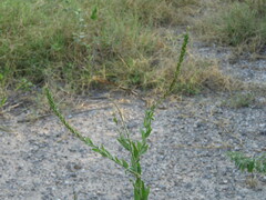 Oenothera curtiflora