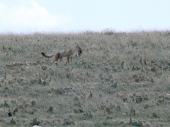 Vulpes velox