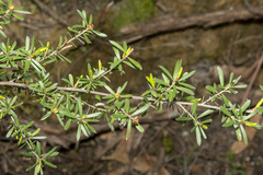 Kunzea