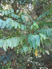 Polyscias australiana