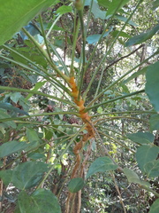Polyscias australiana