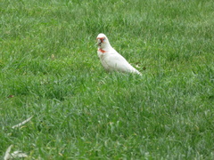 Cacatua tenuirostris