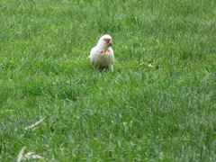 Cacatua tenuirostris