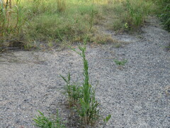 Oenothera curtiflora
