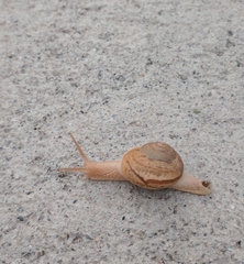 Ariophantidae