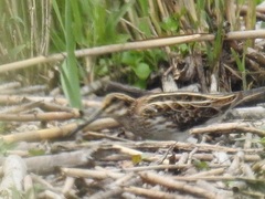 Lymnocryptes minimus