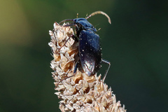 Nebria