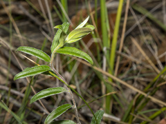 Billardiera mutabilis