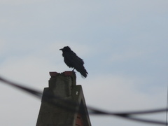 Corvus mellori
