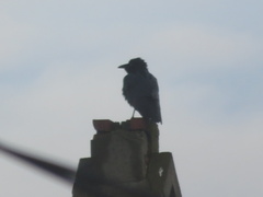 Corvus mellori