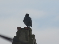 Corvus mellori