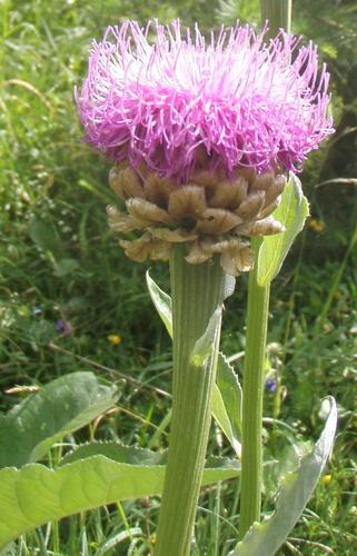Image of Rhaponticum scariosum by (c) Andre Hosper, some rights reserved (CC BY)