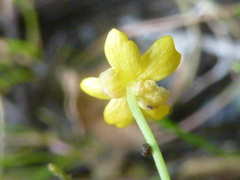 Ranunculus flammula filiformis