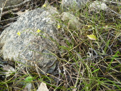 Ranunculus flammula filiformis