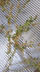 Glinus oppositifolius