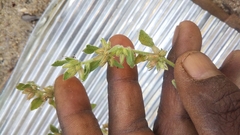 Glinus oppositifolius