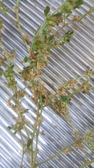 Glinus oppositifolius