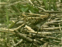 Lymnocryptes minimus