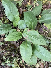 Pulmonaria