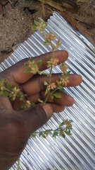 Glinus oppositifolius