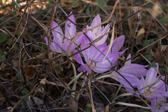 Colchicum bivonae