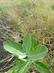Calotropis