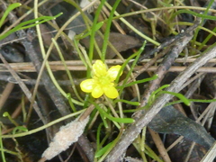 Ranunculus flammula filiformis