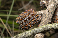 Allocasuarina littoralis