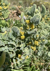 Tetragonia decumbens