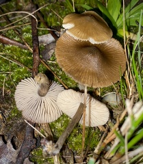 Entoloma conferendum