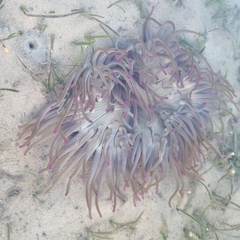 Macrodactyla doreensis