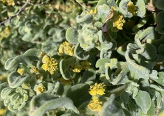Tetragonia decumbens