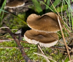 Entoloma conferendum
