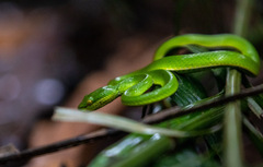 Trimeresurus albolabris
