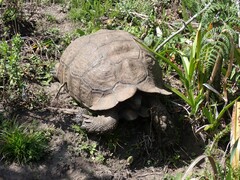 Stigmochelys pardalis