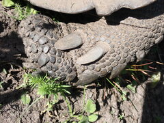 Stigmochelys pardalis