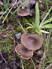 Entoloma conferendum
