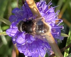 Eristalis intricaria