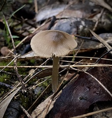 Entoloma conferendum