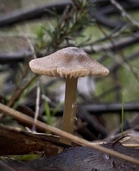 Entoloma conferendum