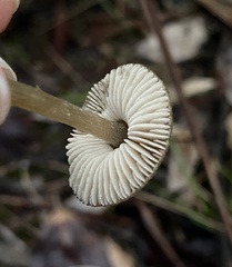 Entoloma conferendum