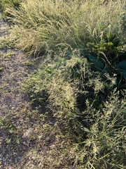 Eragrostis lehmanniana