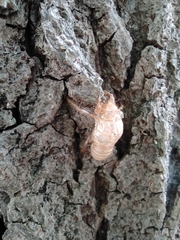 Cicada orni