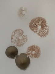 Entoloma conferendum
