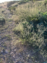 Eragrostis lehmanniana